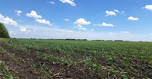 Minneapolis wheat futures hit new highs on quality supply concerns