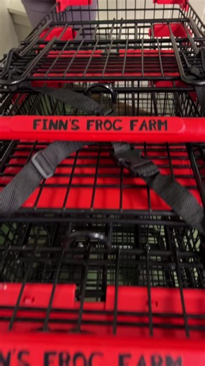 These two had so much fun walking through the store and making their selections. One more step closer to opening the store! #finnsfrogfarm #frog #chameleon #reptiles #cottagegrovemn