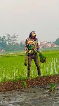 Tandur Padi