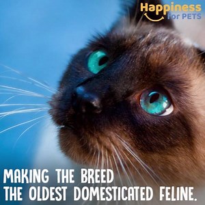 16K views · 158 reactions | Cat Breeds 101 - The Siamese Cat They are...