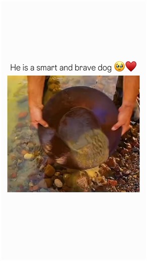 Trazy_Collection on Instagram: "The dog is very brave and intelligent. “The Call of the Wild” (2020) is an emotional adventure-drama based on Jack London’s classic novel. It follows Buck, a big-hearted and intelligent dog whose comfortable life in California is shattered when he is stolen and sold as a sled dog during the Yukon Gold Rush. Thrown into a brutal world of freezing winds, cruel masters, and rival dogs, Buck must adapt and find the strength to survive in the wilderness. Through courag