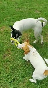 1.1K views · 69 reactions | Some dogs play with toys .. others prefer Aunty Marlene's pants 朗 Pippa and Misty .. our BUSIEST inmates are playing tug-of-war whilst three legged Stompie has a firm grip on his favourite persons pants  All three are up for adoption .. please pop in and meet them  We are OPEN every day Monday to Sunday 10h30-16h00 @ ODIN 0720841374 | Oudtshoorn Dogs in Need | Facebook