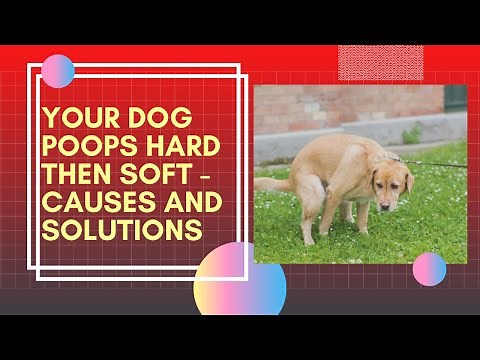 🐶💩Your Dog Poops Hard Then Soft - Causes and Solutions