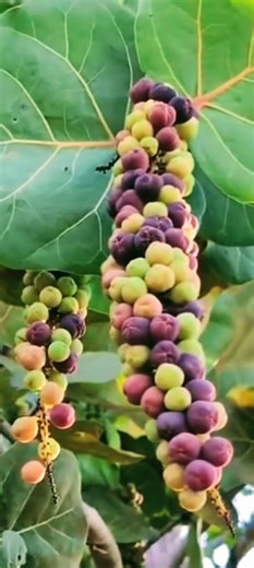 28K views · 551 reactions | Backyard Pharmacy 101: Sea Grape Tree | The Weeds and Seeds Guy | Facebook