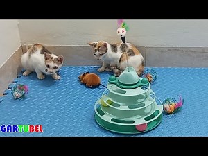 Kittens Get Acquainted Toys Mice And The Funniest Situations - Lovely Animals Funny