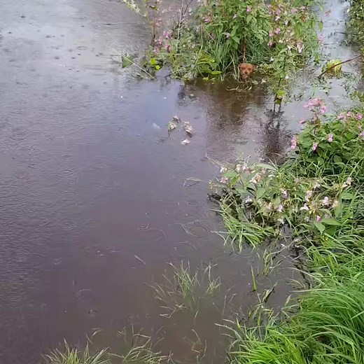 2.1K views · 35 reactions |  Don't cry, Everything will be OK  #dogrescue #doglife #puppy #dogs #dogsofinstagram | Saving Shelter Dogs from Euthanasia | Facebook