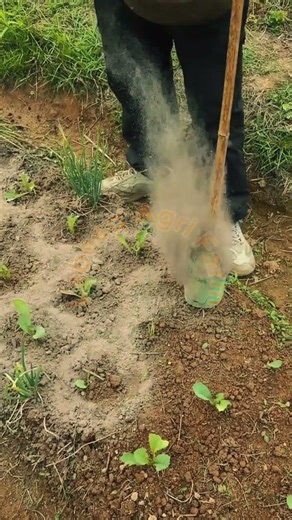 Sustainable DIY Ash Application for Organic Garden Protection 🥬🍶✨