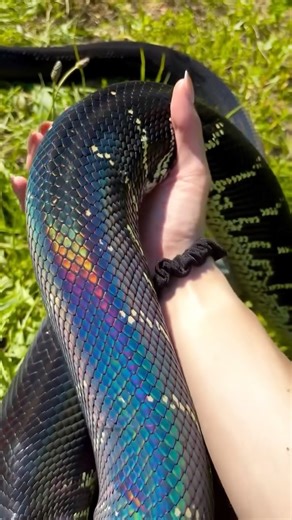 @tarabiron3 shares the spectacular iridescence of a Boelen’s python in the sun at @newenglandreptile! 🌈🖤✨ TRR is made possible by @palmstreetapp #boelenspython #simaliaboeleni #reptile #herpetology #thereptilereportofficial | The Reptile Report