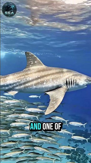 The Great White Shark: The Ocean's Ultimate Apex Predator #marinebiology #seacreatures #oceanfacts