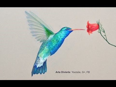 Cómo dibujar un colibrí con lápices de colores - Arte Divierte.