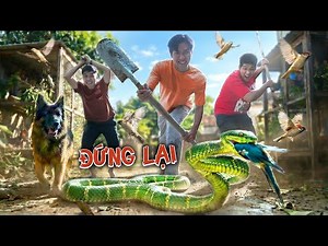 Quang BM | Truy Tìm Thủ Phạm Ăn Thịt Chim | Hunting for the Bird-Eater Culprit