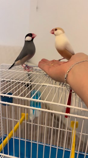 51 reactions · 4 comments | Le padda est très caractériel, il passe...