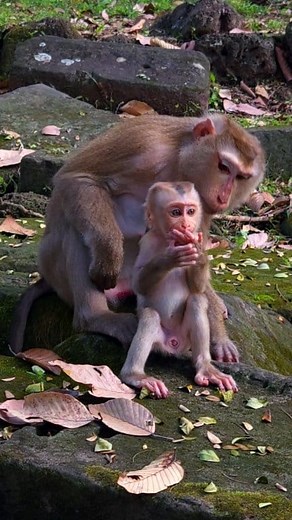 37K views · 857 reactions | Luna g-rabs her baby's food | Real Monkey's Life. | Facebook