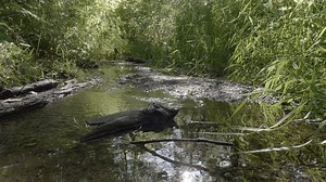 54K views · 16 reactions | Colonization and assimilation took away customs and traditional foods from native communities. Now, local farmers, educators and nutritionists are bringing back indigenous knowledge of food systems. Growing and serving traditional, locally sourced foods helps people reconnect to the land and to their history, in the process making choices better for both the environment and their health. Watch more Deeply Rooted: https://bit.ly/3jtShKR | Cascade PBS | Facebook