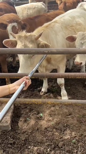Cow Farming in the USA: Practical Tips for Small Farms
