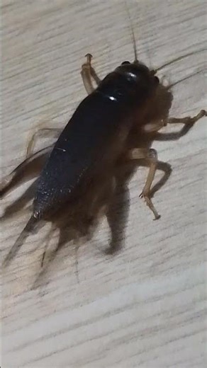 This mole cricket likes to dig in the soil and is large in size.”