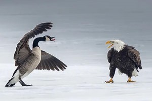 Viral photos capture bald eagle and Canada goose’s icy duel that’s ‘symbolic’ of trade war