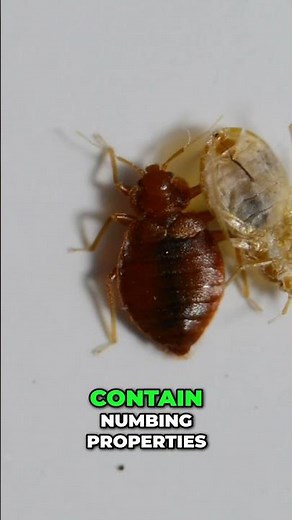 Why You Don't Feel Bed Bug Bites (The Science!) | Rochester Pest Control