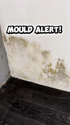 Understanding Mould Issues in Property Renovations