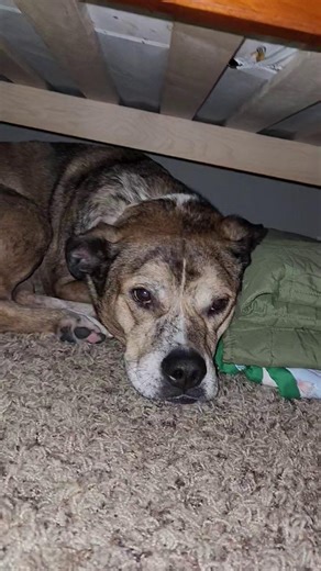 SEPR Rip doesn't want to come out! His team lost the super bowl, his forever family is taking their time to find him, and it's really comfy under here! Rip is ready to be your very best friend! He is trained, loves people, and is so very handsome! What more could you ask for? Adopt me! www.pitrescue.org/rip #siouxempirepitrescue #dogsofinstagram #pitsofinstagram #sepr rip #rippyskippy #imcomfy #idontwanttocomeout #puppycave #areyoumyforeverfamily 💝 Included with Every Adoption 🐾 Completely dia