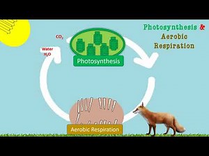 Simple Science: Photosynthesis & Cellular Respiration Explained
