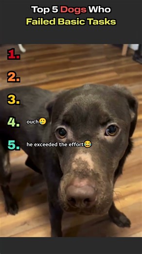 Comment your fav fail👀#dogfails #funnydogs #dogcompilation #dogshorts #funnyvideos #doglovers