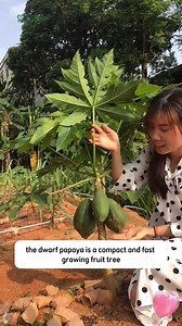 103K views · 958 reactions | Dwarf Papaya Red Lady Live Tree Plant | SRK | Facebook