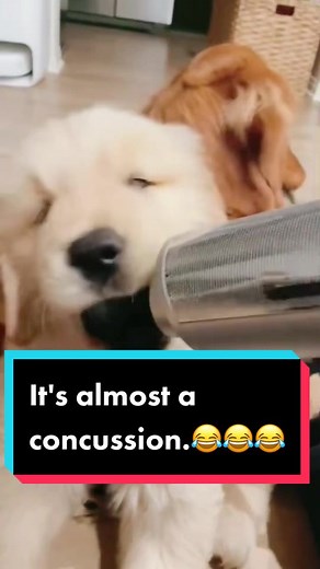 It's almost a concussion.#foryou #pets #dog #fpy #dog #fypシ #foryoupage