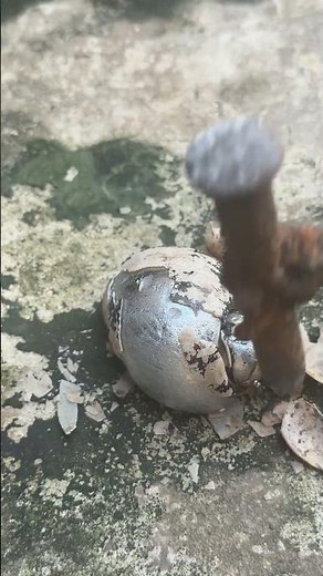 Casting a Perfect Snail Shell in Metal! #shorts #diy #restoration #art