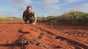 Why thorny devil lizard resembles dinosaurs