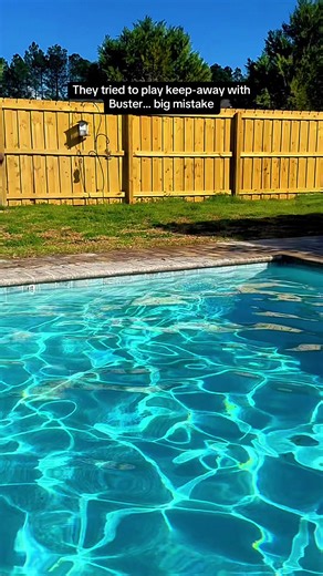 The plan: keep the toy away from Buster. The mistake: doing it next to the pool. Part 1 — The Standoff #labrador #labradorretriever #dogsoftiktok #funnyvideo
