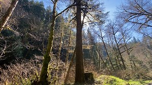 Elliott State Forest no longer funds Oregon Schools; Land Board creates 'research forest'