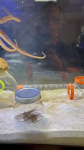 15K views · 87 reactions | "Luke's crab-catching skills are on another level! 呂 #CrabMaster #ImpressiveFeats" #octopus #fishtank #foryourpage | JB Today | Facebook
