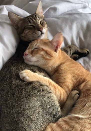 Happy Valentine’s Day 💘 #valentinesday #love #cat #cutecat #viral | cat