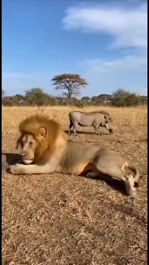 2.3K views | A wild pig dares to stop around a lion in the open savanna — but what happens next will shock you! 女 Witness this incredible chase between predator and prey, captured in stunning cinematic style. #Wildlife #NatureReel #LionVsPig #AnimalChase #MetaReels #NatureShorts #WildlifePhotography #ViralVideo #AIShorts | Edwin Ang | Facebook