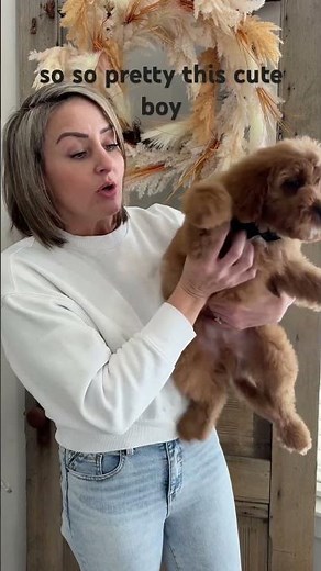 Mini #bernedoodle -35-45lbs full grown