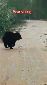 bear sitting fato zone/Jim Corbett National park