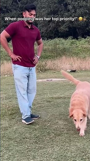 When pooping was her top priority 🤣 #ytshorts #shortvideos #funny #dog #goldenretriever #cutedog