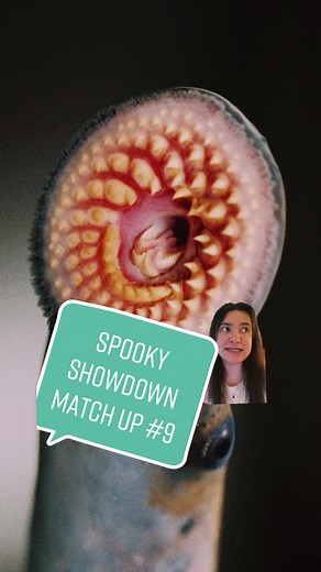 Discover the Spooky Lamprey: The Vampire of the Ocean