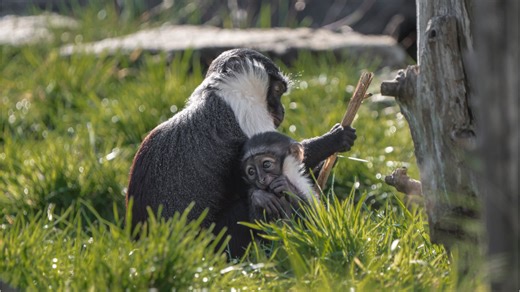 Raw video: Endangered monkey gives birth at Chester Zoo just months after undergoing pioneering surgery