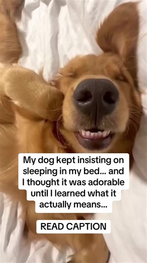 If your dog keeps sleeping in your bed, it’s for 3 MAIN reasons — and one of them is a 🚨 WARNING most owners miss 🥺 1️⃣ LOVE & TRUST ❤️ For dogs, sleeping next to you = safety. It’s how their mother comforted them. When your dog chooses your bed, they’re saying “I feel safe with you.” 2️⃣ PROTECTION 🛡️ Dogs instinctively guard their pack. Sleeping near your chest or head means they’re watching over you while you sleep. 3️⃣ THE DANGEROUS ONE ⚠️ Dogs can smell changes in your body. When they su