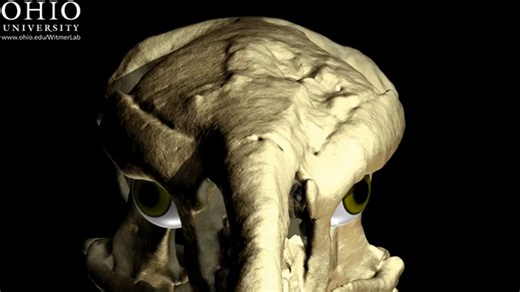 安达格尔鸟 (Andalgalornis) 咬合复原动画