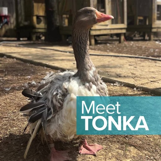 5.8K views · 210 reactions | When Tonka and his companion were...