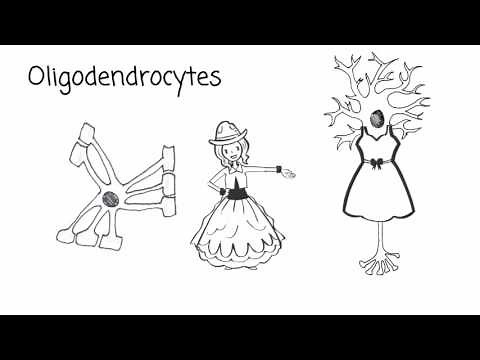 Introducing the Neuroglia