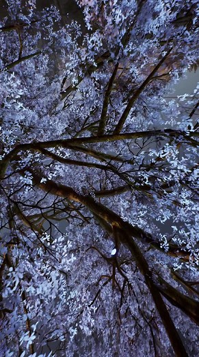 Exploring the Forest of the Great Tree in THRONE AND LIBERTY