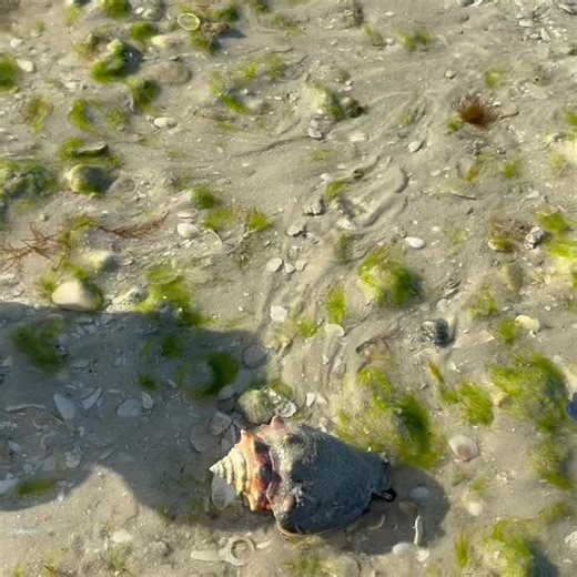 Educational Programs Available on Marco Island 🐚❤️🏝️ Our most abundant shell on the islands the Florida Fighting conch. They are thick-shelled with blunt knobbed whorls .Colors vary from pale yellow to chestnut brown with occasional light spots and zigzags.The body whorl has fine spiral cords. They live in sandy shallows, including the swash zone of low -energy beaches .They can quickly flip themselves and walk using their pointed operculum. These cuties feed on algae and detritus. They make t