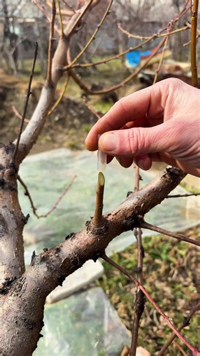 Smart Grafting Ideas Every Gardener Should Try | Crafty Panda