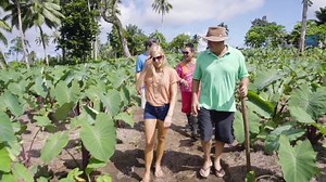 30K views · 454 reactions | Do you know what's Taro-rific? Our beautiful Taro Plantations of course . Immerse yourself in a captivating experience that traces the origin of local produce used in our cuisine. From the plantation to the plate.  #BeautifulSamoa | Samoa Tourism | Facebook