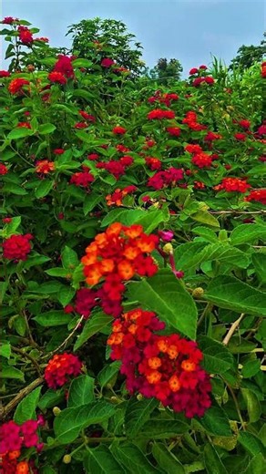 This plant is identified as Lantana camara, a flowering shrub often called common lantana.