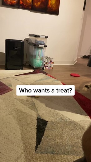 Sapphie the Pomsky on TikTok